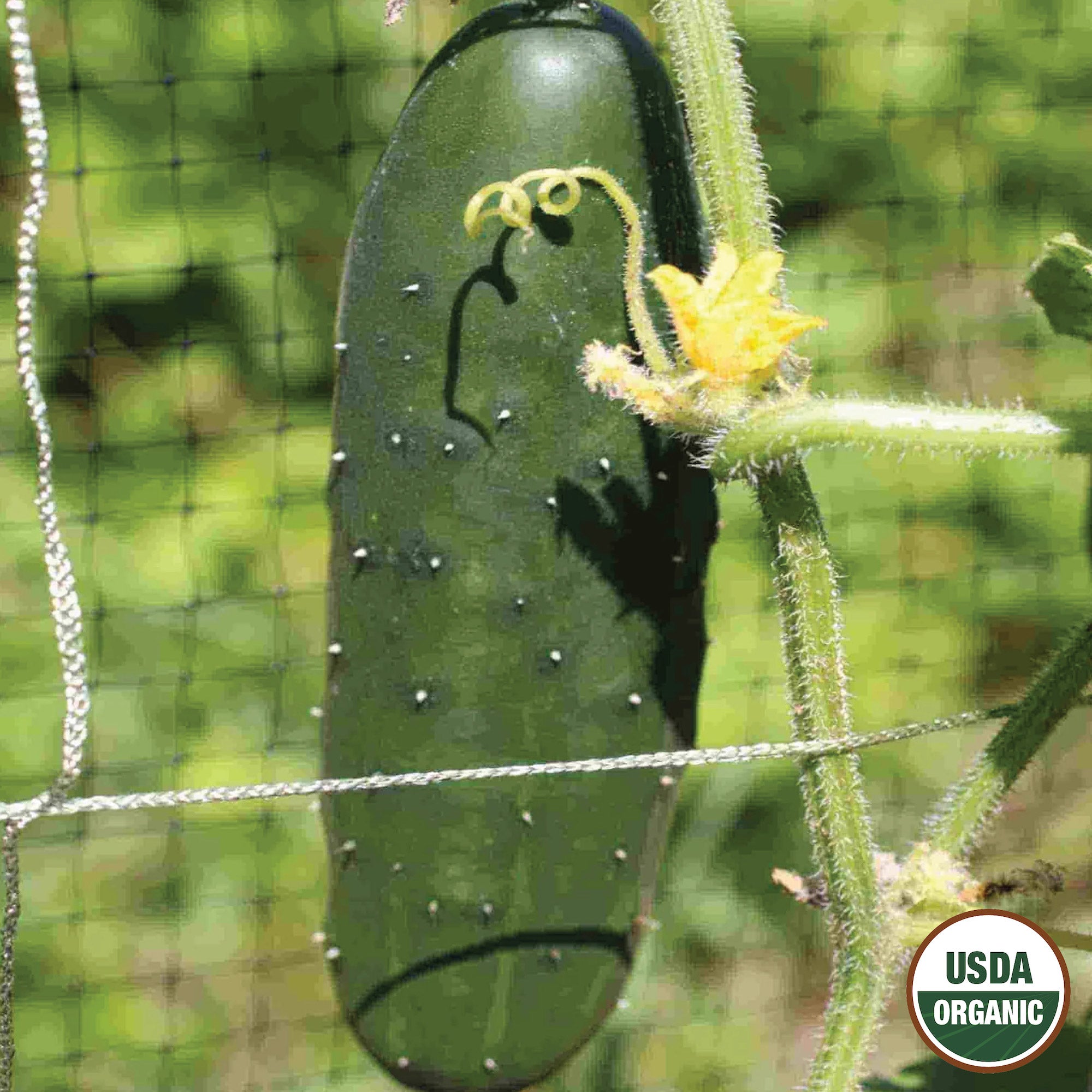 An organic cucumber growing on a vine with a visible flower and the USDA organic seal.